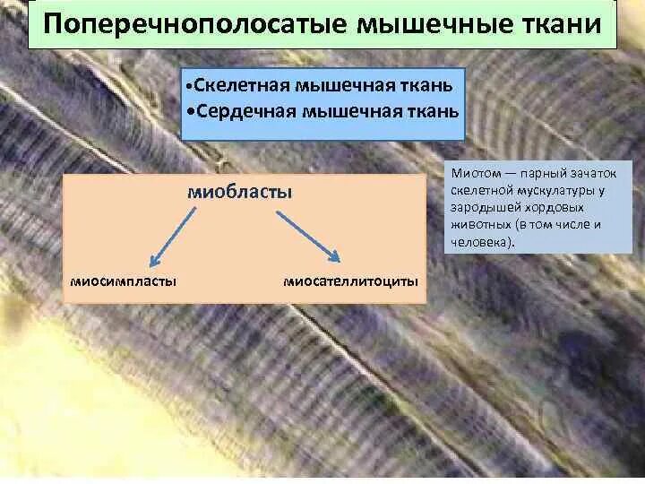 Поперечнополосатая скелетная мышечная ткань функция. Поперечнополосатая Скелетная мышечная ткань. Поперечнополосатая сердечная мышечная ткань. Миосателлитоциты. Клетки миосателлиты образуют.