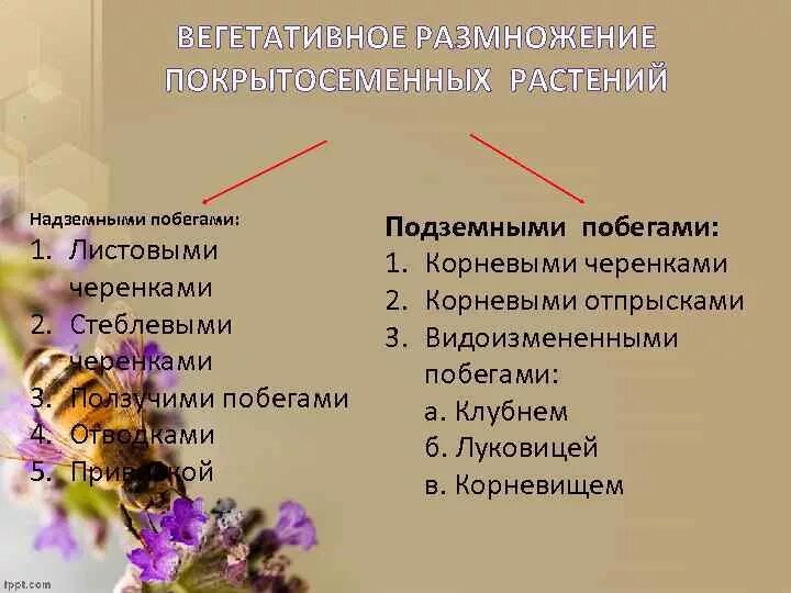 Способы и виды размножение цветковых растений. Способы и виды размножение цветковых растений