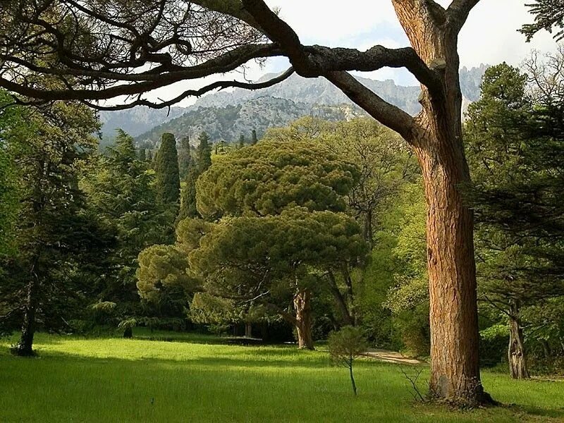 Tree course