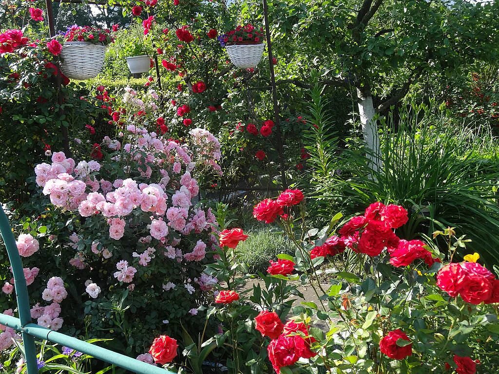 роза робуста. куда посадить розы. роза хайлендер куст. сад дэвида остина в англии. куда посадить розы.