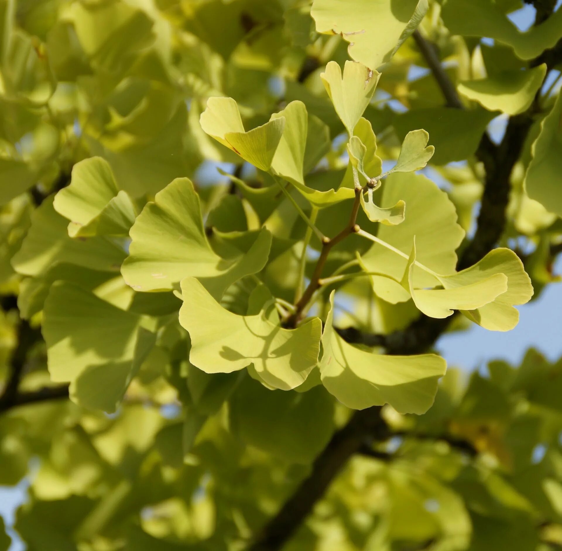 Гинкго билоба двулопастный. Гинкго двулопастный (Ginkgo Biloba). Дерево гинкго двухлопастное. Гинкго билоба дерево.