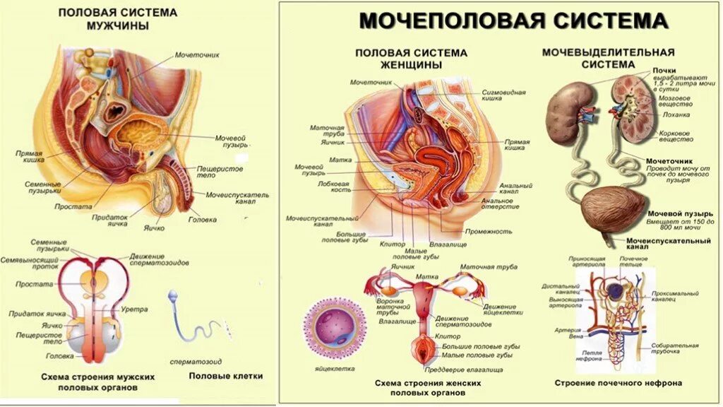 Женская половая система человека. Мочевыделительная система половая система анатомия. Схема строения репродуктивной системы. Мочевыделительная система человека строение у женщин. Анатомия человека мужская Мочеполовая система.