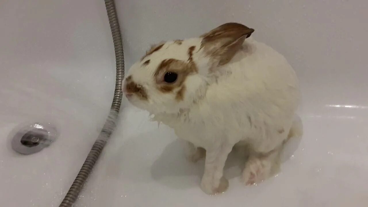 Можно ли мыть кролика декоративного. Купание кролика декоративного. Кролик купается в ванной. Кролик моется.