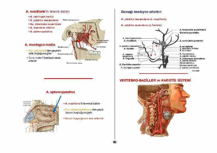 A maxillaris. Артерия максилярис. Отделы артерии максилярис. Ветви артерии максилярис. Артерия максилярис схема.