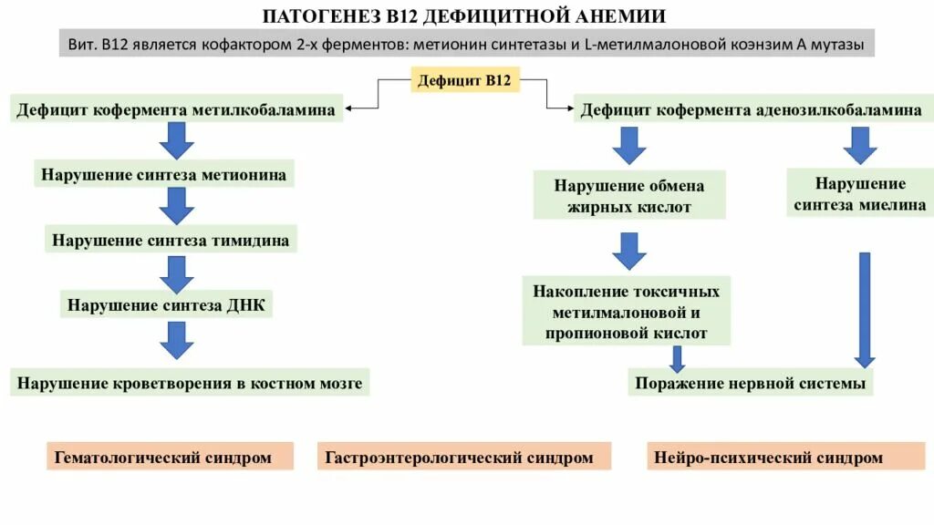 В12 анемия патогенез. Патогенез в12 дефицитной анемии и фолиеводефицитной анемии. Патогенез в12 дефицитной анемии. Б12 анемия патогенез.