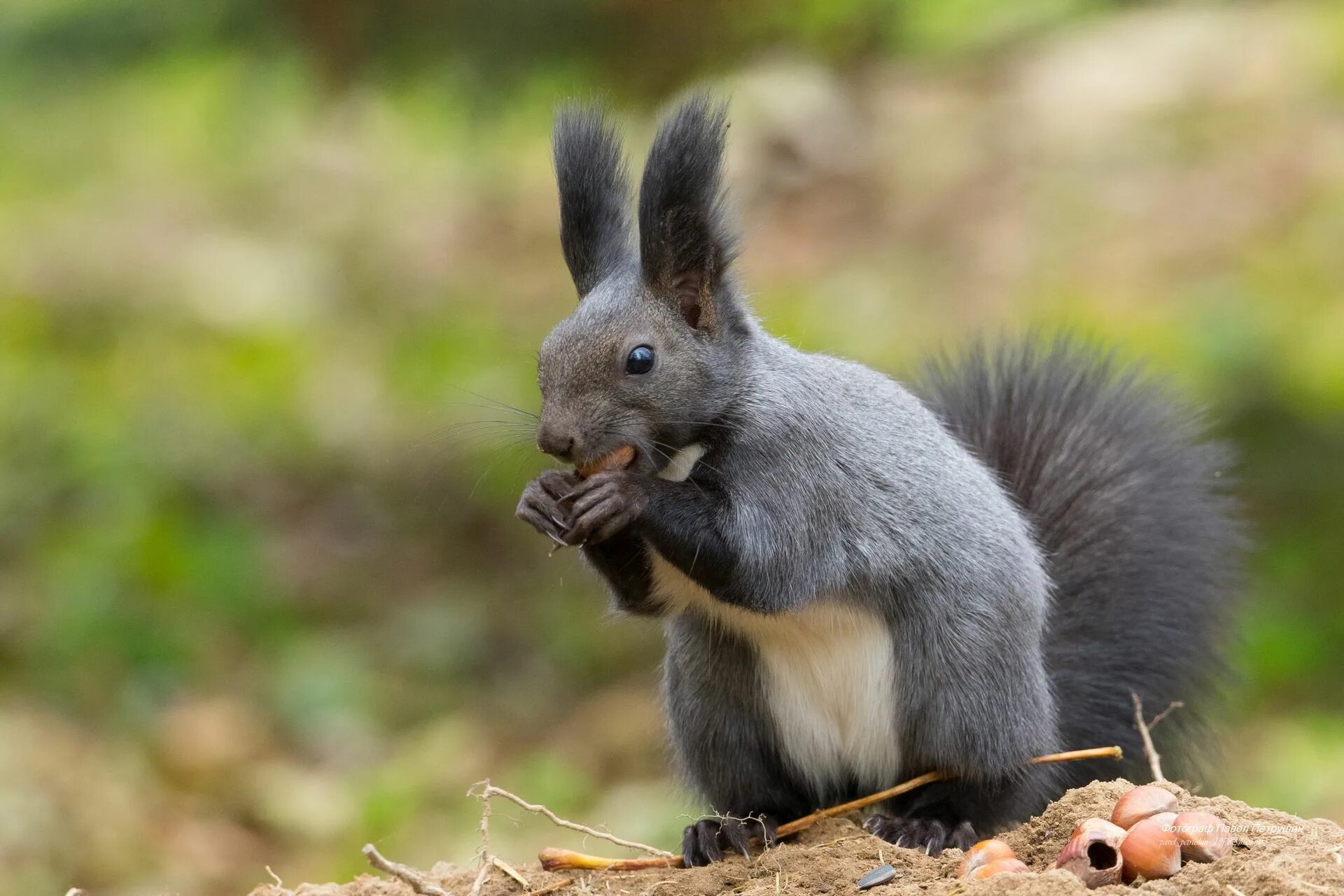собран белочка 2. картинка белки в высоком качестве. собран белочка 2. белочка с грибами. белочка с корзинкой.