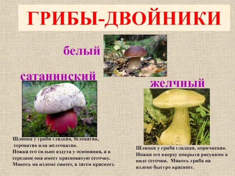 Двойник белого гриба. Двойник белого гриба