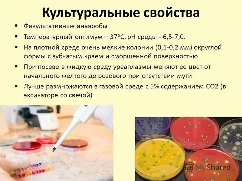 уреаплазма условно патогенная