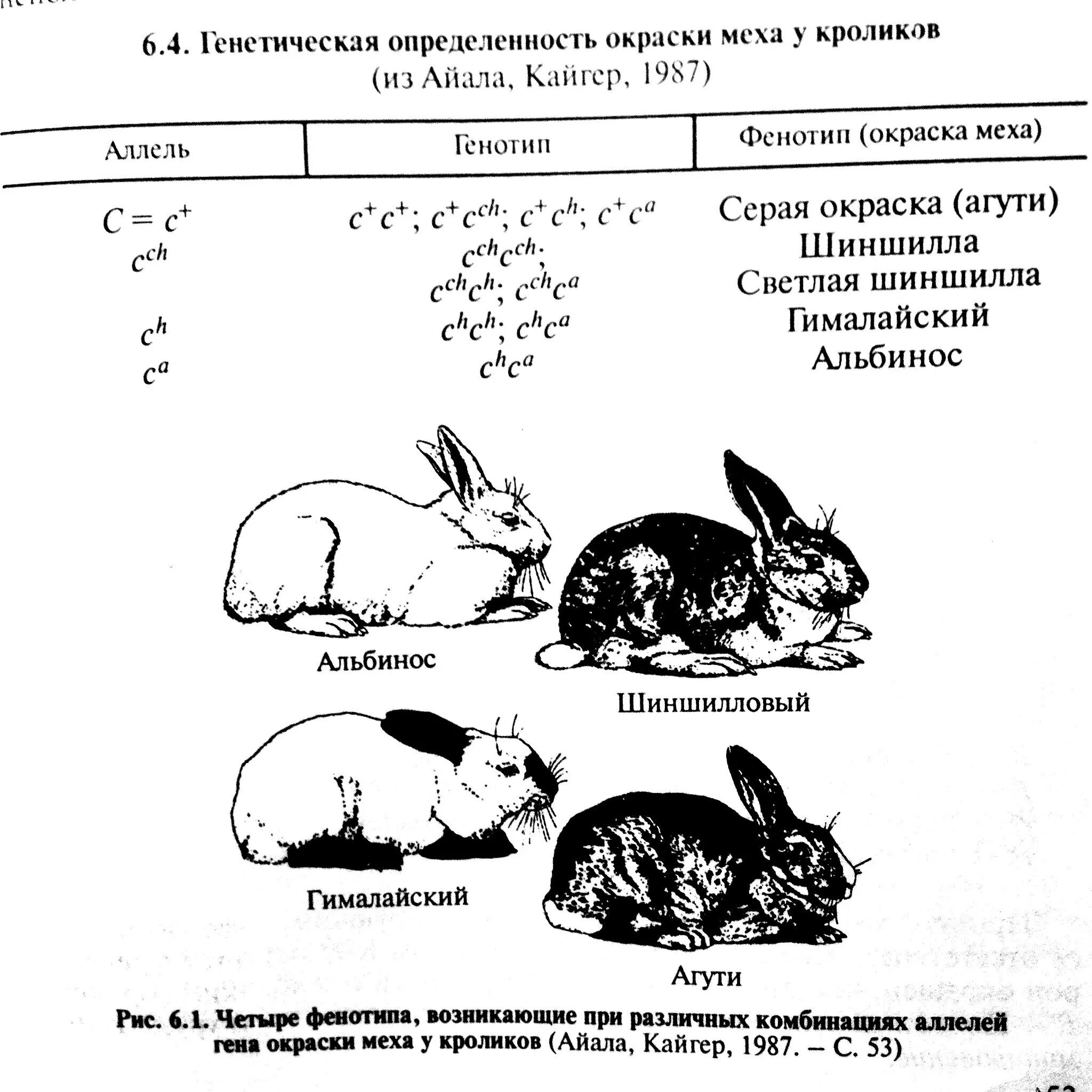 У кроликов шерсть нормальной. Множественный аллелизм у кроликов. Генетика кроликов. Наследование окраски шерсти у кроликов. Множественный аллелизм окраска кроликов.