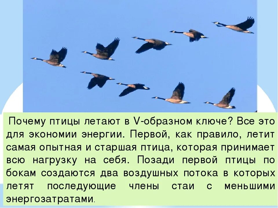 Зачем птицам. Почему птицы летают. Как летают птицы. Благодаря чему птицы летают. Зачем птицам летать.