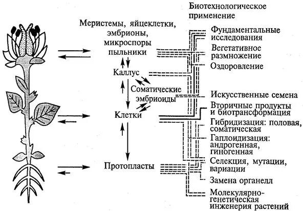 Методы биотехнологии растений. Микроклональное размножение растений схема. Метод клеточных культур. Схема тканевой культуры растений. Меристема растений это.