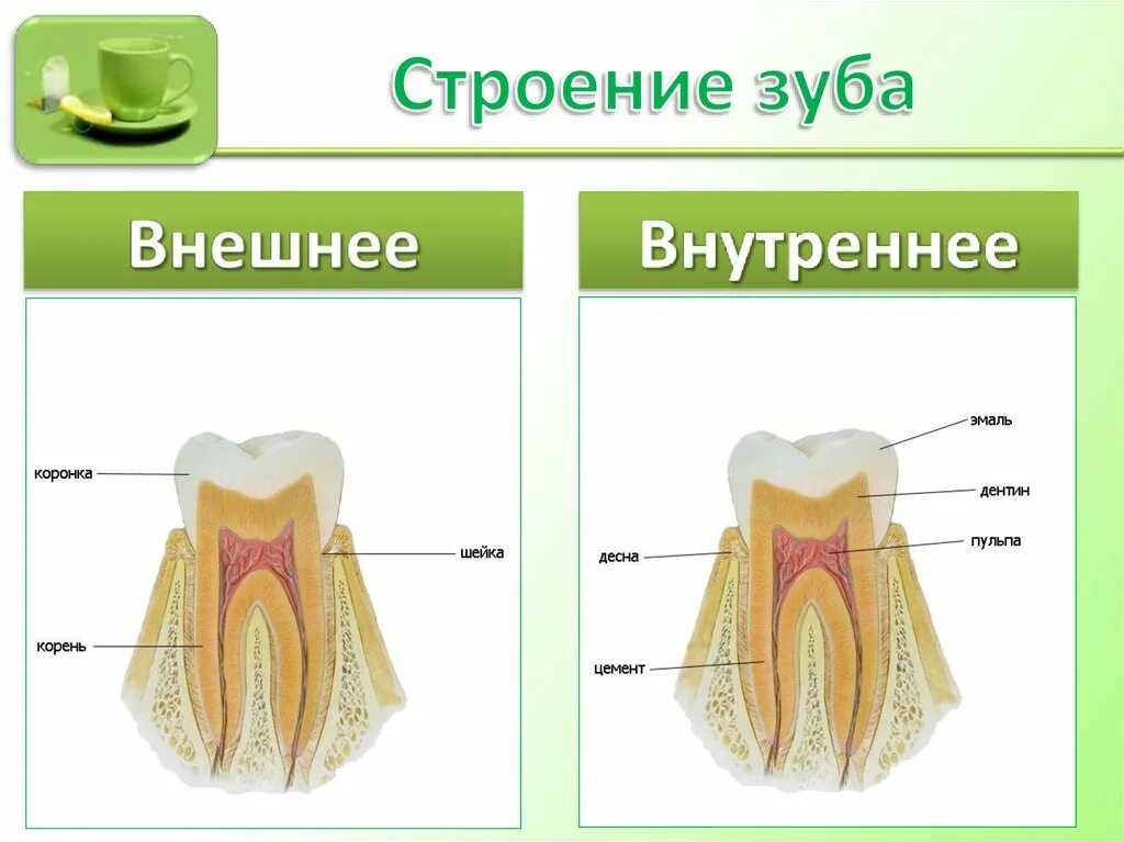 Строение 8. Внутреннее строение зуба биология 8 класс. Внешнее и внутреннее строение зубов анатомия. Внутреннее и внешнее строение зуба 8 класс. Внутреннее строение зубов человека.