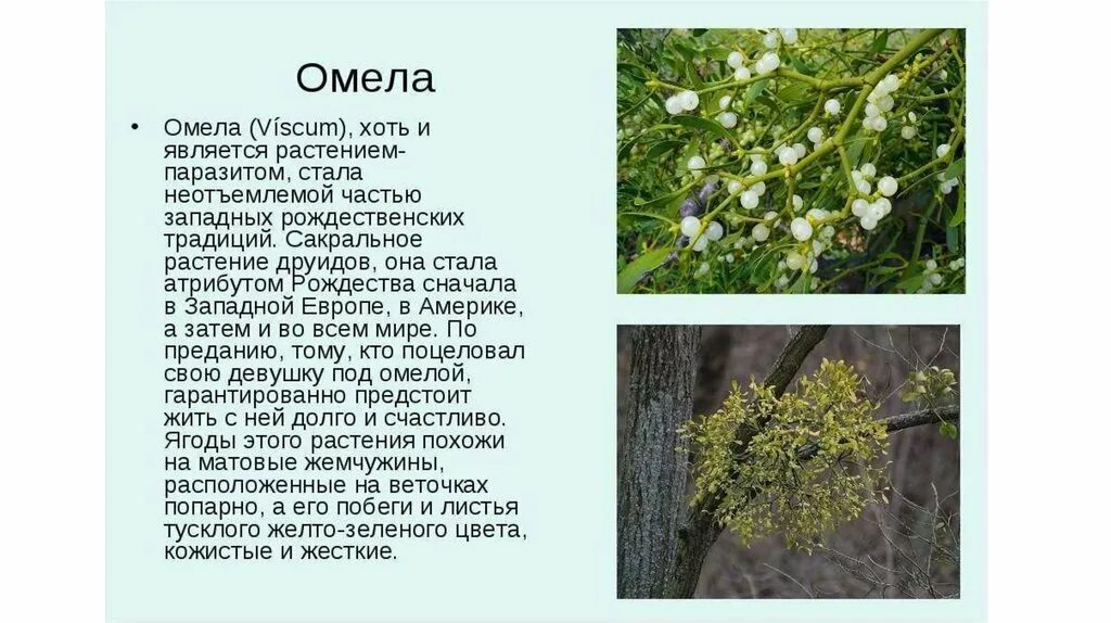 214-365.Зимняя помощь.Серия Лекарственные Травы.1942 Mistel/Омела белая (торги з