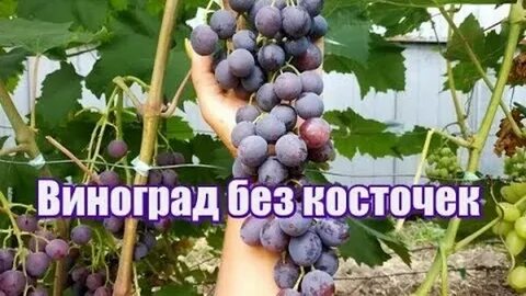 Виноград брависсимо