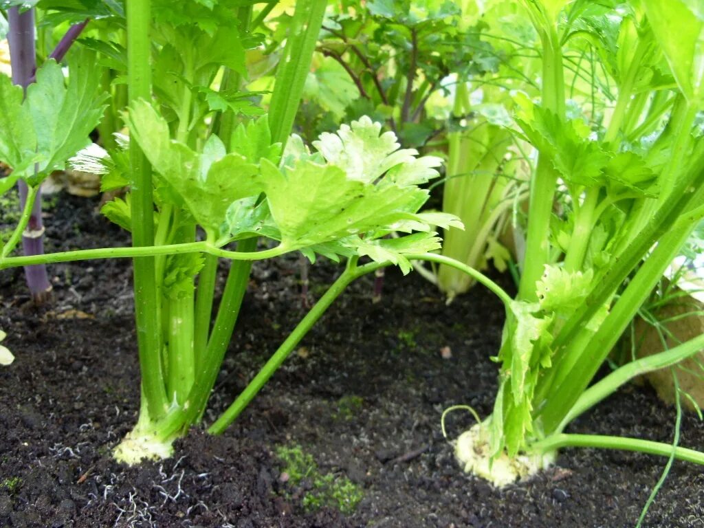 Huge plants. Пастернак растение и сельдерей. Сельдерей корневой и черешковый. Сельдерей стеблевой. Сельдерей черешковый корень.