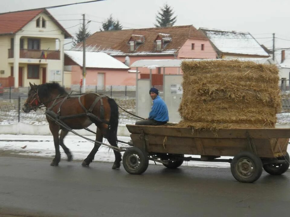 Coyaltix Carriages in 2023 Horse drawn wagon, Horse and buggy, Horse cart