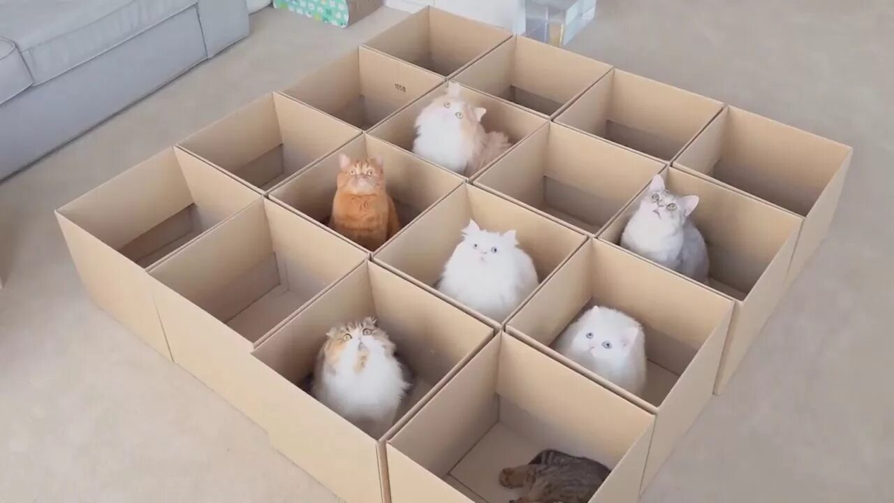 My cat box. Cats vs boxes. склеилка из бумаги cats the boks. my cat likes to hide in boxes.