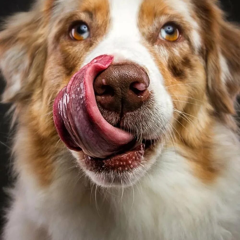 Морда собаки. Мопсы с едой смешные. Есть смешные собаки. Животные и еда. Собака в арбузе.