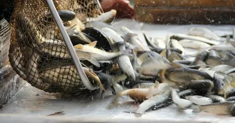 Абдулинодан порно видео