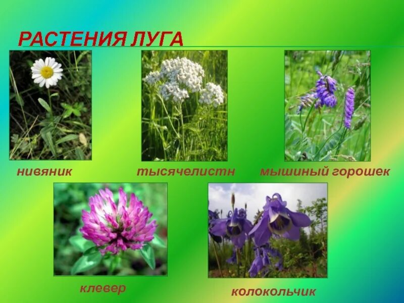 Примеры растений луга. Примеры растений луга. Полевые растения названия. Растения луга названия. Луговые растения названия.