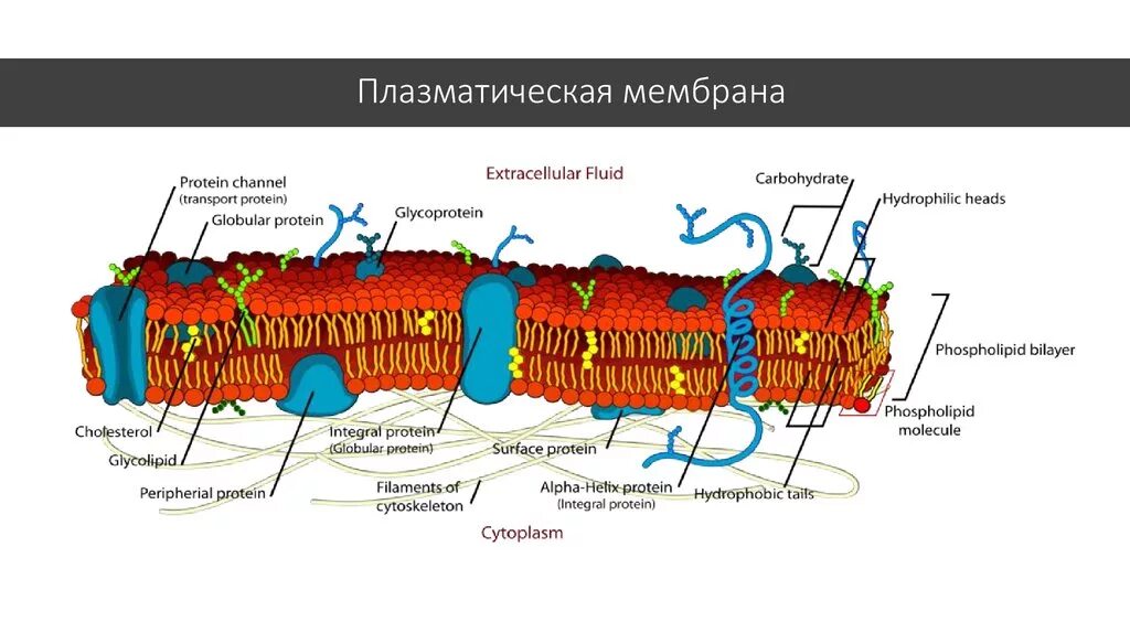 Мембрана животных. Плазматическая мембрана плазмалемма. строение плазматической мембраны. 5. строение плазматической мембраны. схема плазматической мембраны.