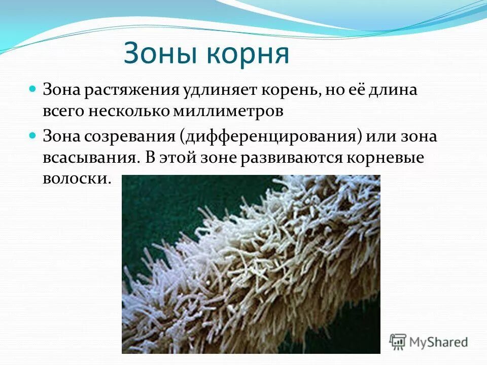 Вытянет какой корень. Вытянет какой корень