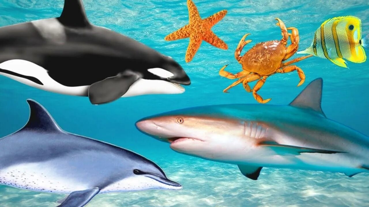 Подводные обитатели. Хрящевые рыбы акула белая. Хищные рыбы океана. Акула млекопитающее. Атлантическая сельдевая акула.