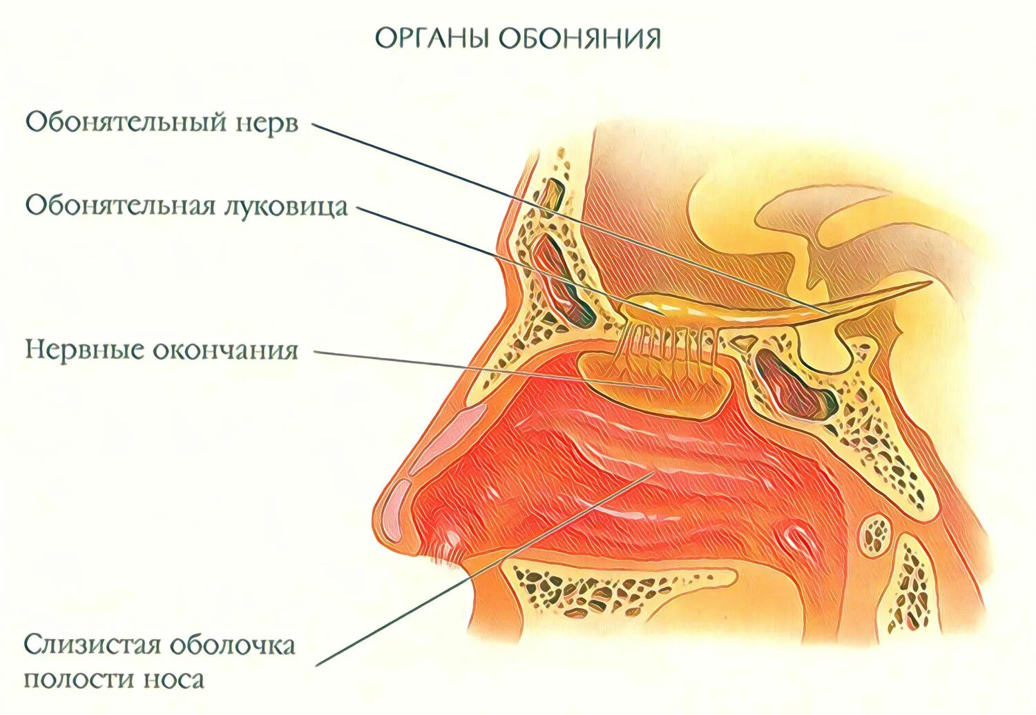 Обоняние кратко. Строение носа обонятельные рецепторы. Носовая полость орган обоняния. Строение рецепторов обонятельного анализатора. Орган обоняния анатомия строение.