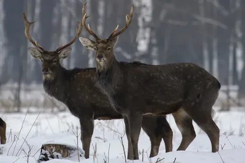 Олень самец
