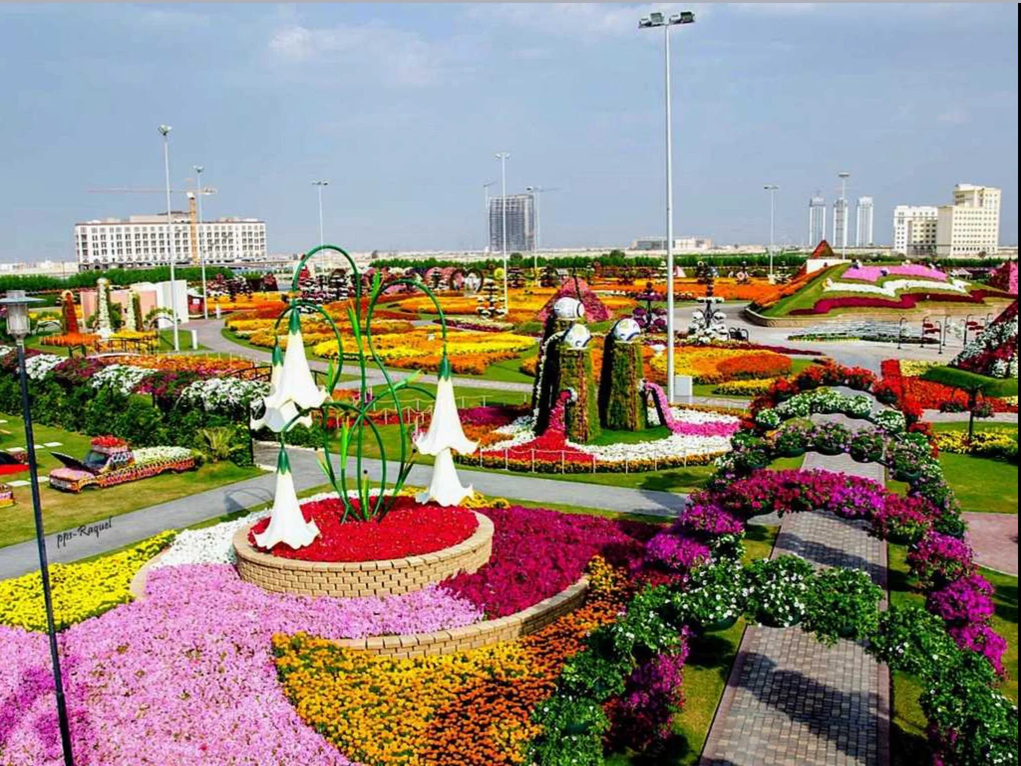 Дубайский парк. Миракл Гарден Дубай. Сад чудес в Дубае. Дубай парк цветов Миракл. Гарденс Дубай.
