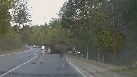 Штраф за сбитого лося на дороге