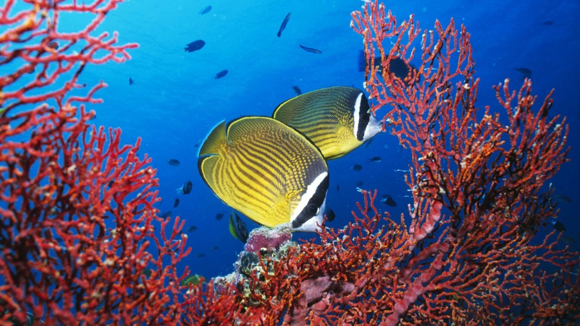 Морские обитатели 6 класс. Андаманская рыба бабочка. Рыба бабочка красное море. Большой Барьерный риф рыбы бабочки. Коралловые рыбки.