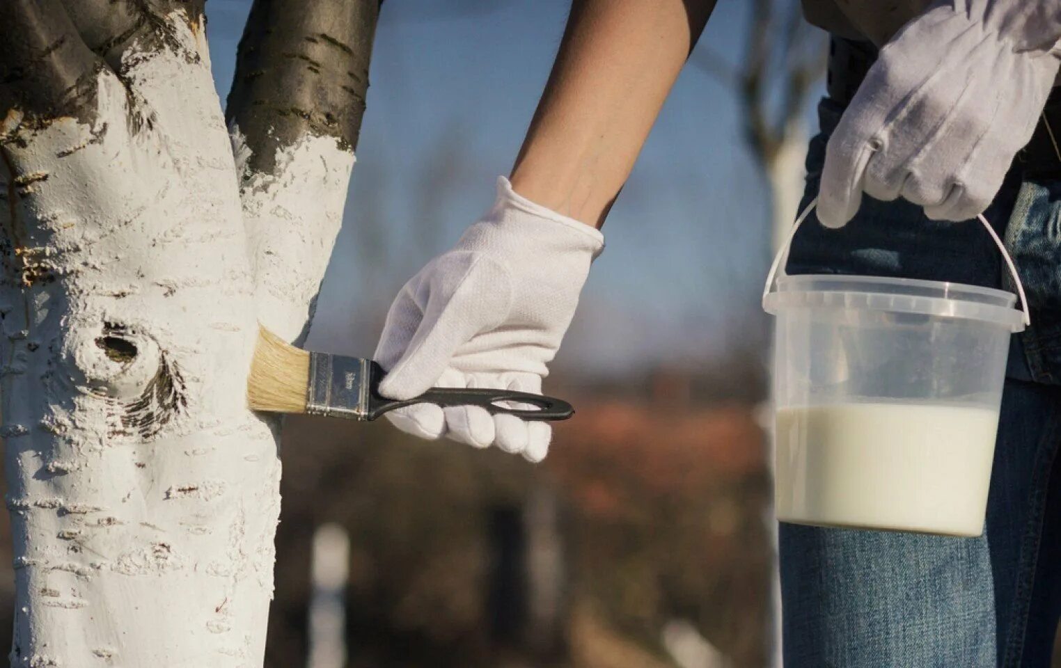 Словосочетания с глаголом чернеть. Белить белеть. Русский язык 6 класс 2 часть упражнение 530. Предложение с глаголом белеть. Побелка известью.