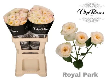 Vip roses