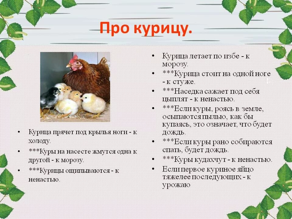 Поговорки про кур. Пословицы про курицу. Пословицы про кур. Пословицы и поговорки про курицу. Пословицы яичко