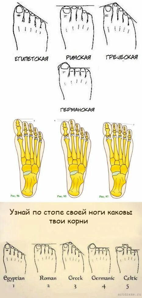 Типы стопы человека. Греческая стопа и Египетская стопа. Греческая форма стопы. Типы стопы. Типы ступней ног.