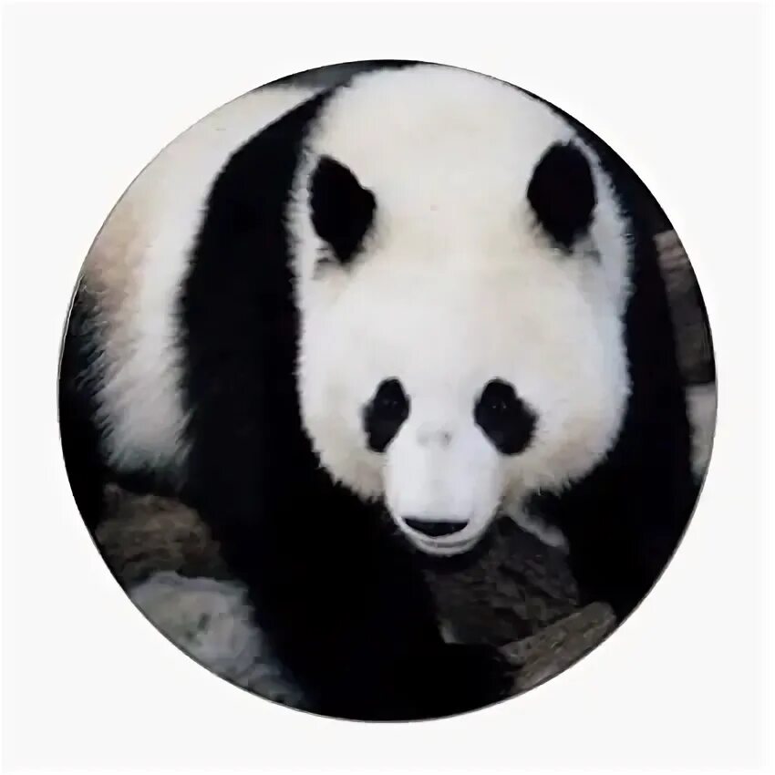 Pandas округление. Pandas округление