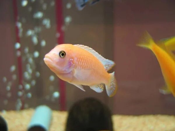 Птица фламинго в турции. Фламинго астрахань. Фламинго совместимость. Фламинго совместимость. Кудрявые фламинго.