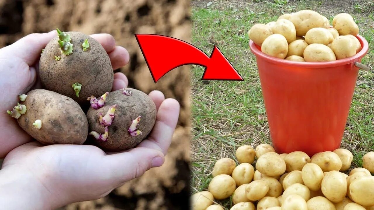 Какую картошку сажать