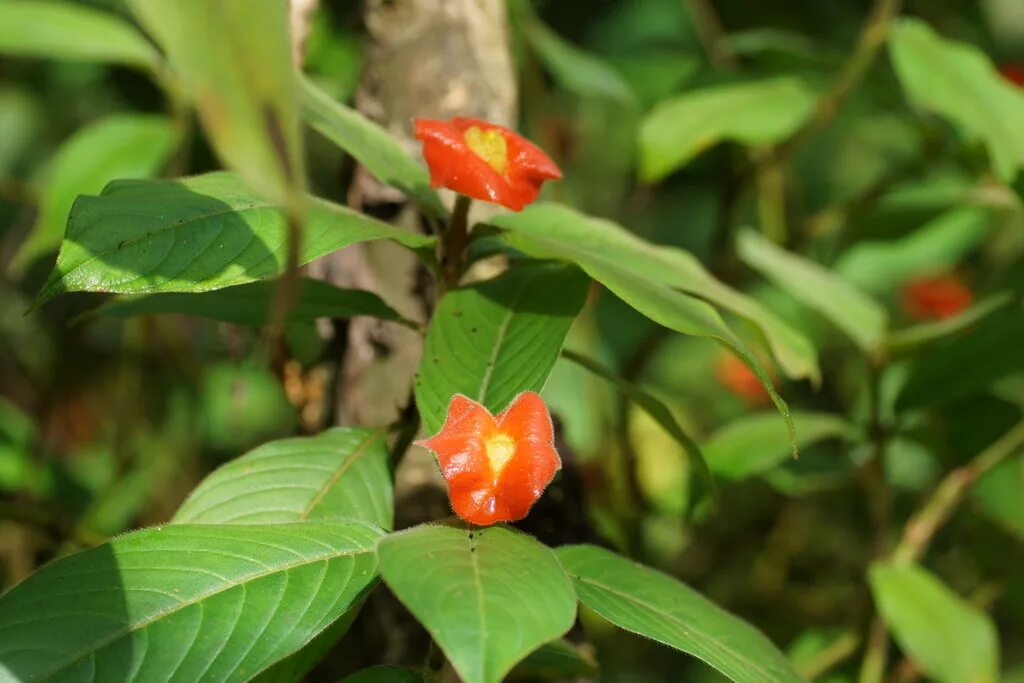 Psychotria elata. Психотрия растение. Растения Южной Америки Психотрия. Психотрия Элата цветок. Косты цветы