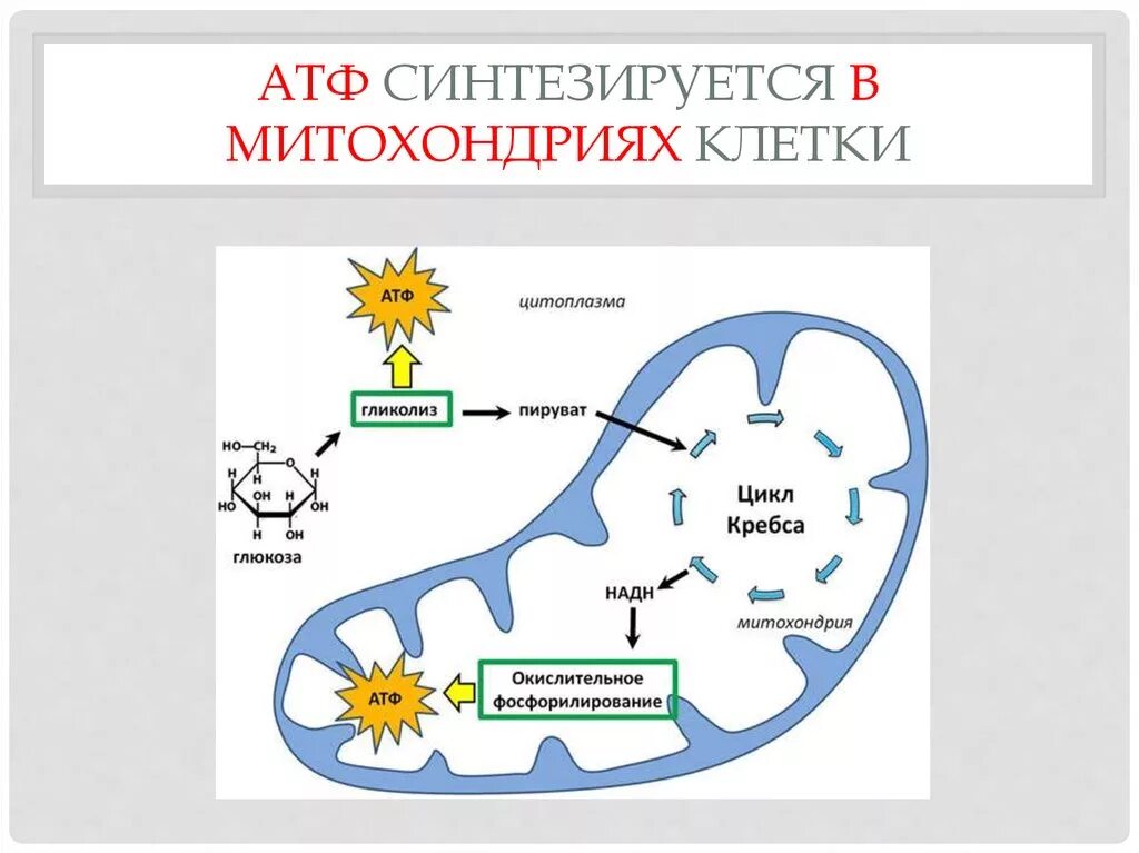 Атф в растительной клетке. Синтез АТФ В митохондриях схема. Синтез АТФ В митохондрии клетки схема. Образование АТФ В митохондриях схема. Клеточное дыхание схема ЕГЭ.