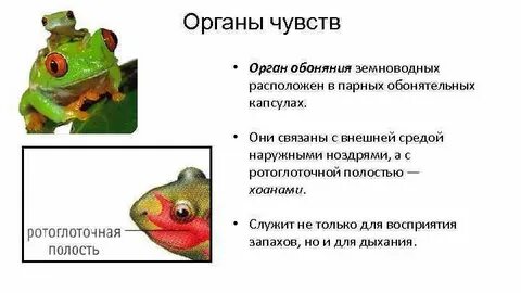 Органы выделения у рыб и земноводных