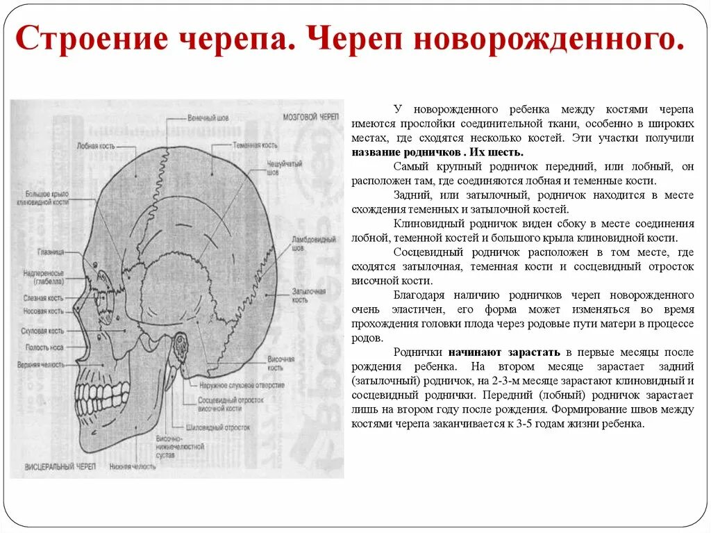 Строение черепа новорожденного. Скелет новорожденного ребенка. Строение новорожденного ребенка. Желудок новорожденного ребенка. Возрастные особенности пищеварения.