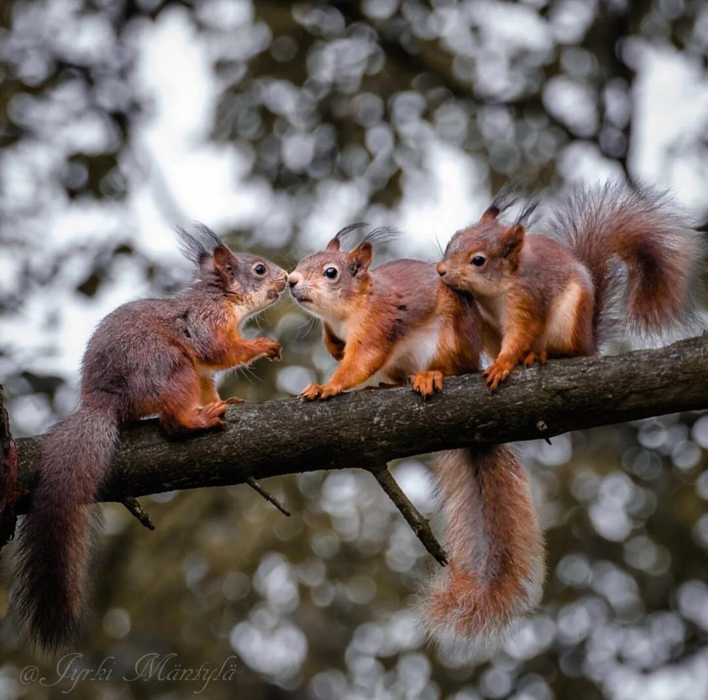Белка бельчонок бельчата. Белка с грибом. Бельчонок. Много белок на дереве. Обыкновенная белка с бельчатами.