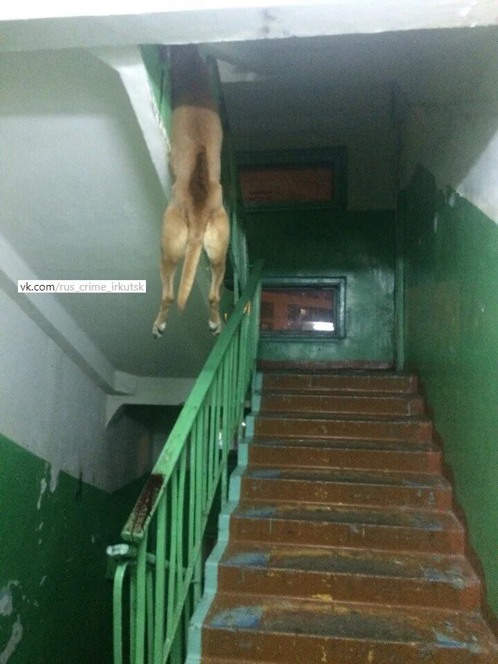 собаки живут в подъезде