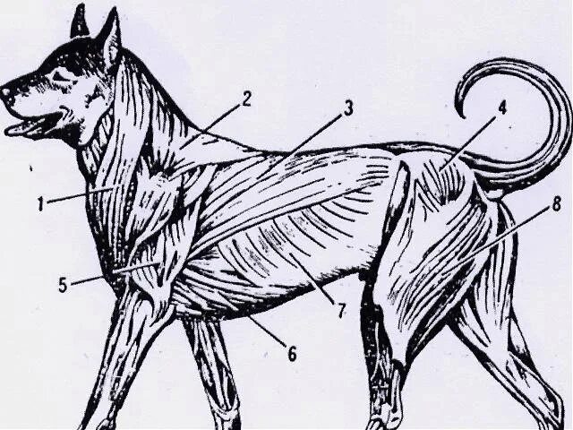 Места уколов собакам. Укол собаке внутримышечно схема. Внутримышечный укол собаке схема. Укол собаке внутримышечно в бедро схема. Укол собаке внутримышечно собаке.