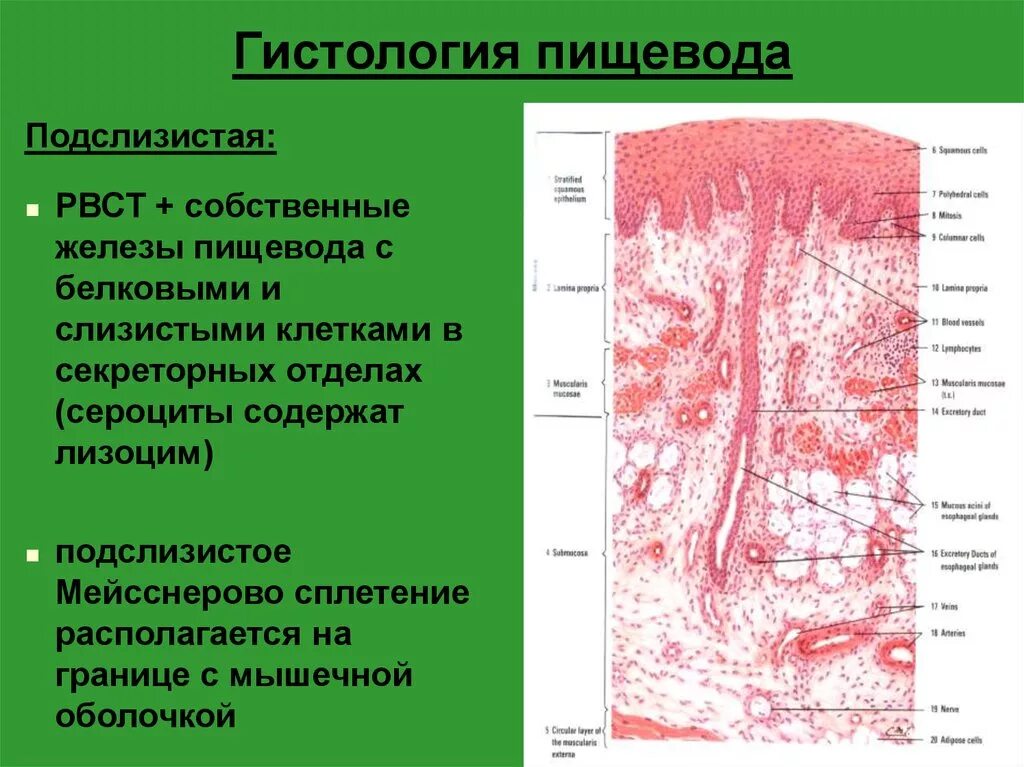 Слои пищевода