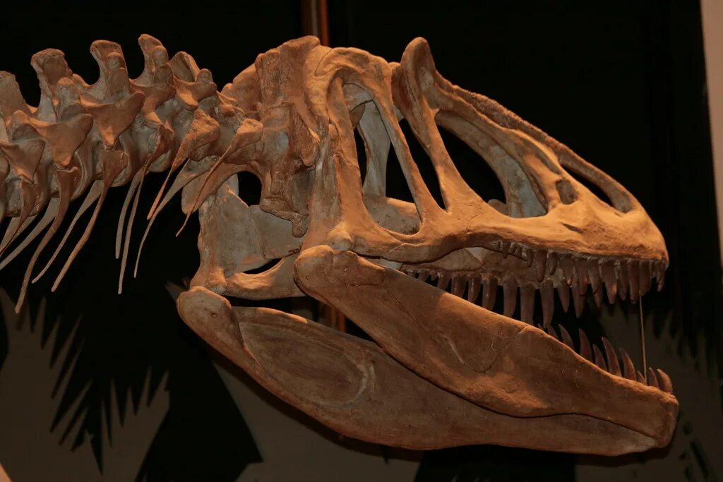 Заурофаганакс. Saurophaganax Maximus. Заурофаганакс Планета динозавров. Заурофаганакс скелет.