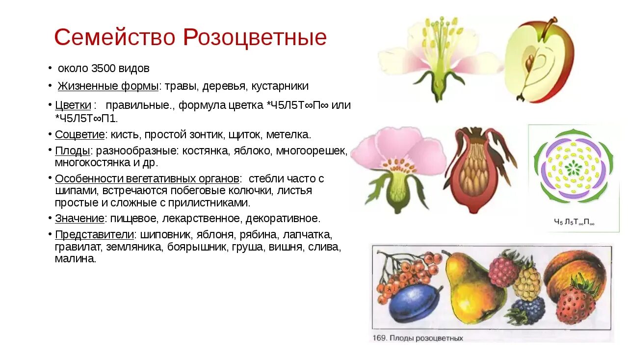 Признаки растений семейства розоцветные. Характеристика семейства розоцветные. характерные признаки семейства розоцветные. характеристики семейств растений семейства розоцветные. семейство розоцветные характеристика плода.