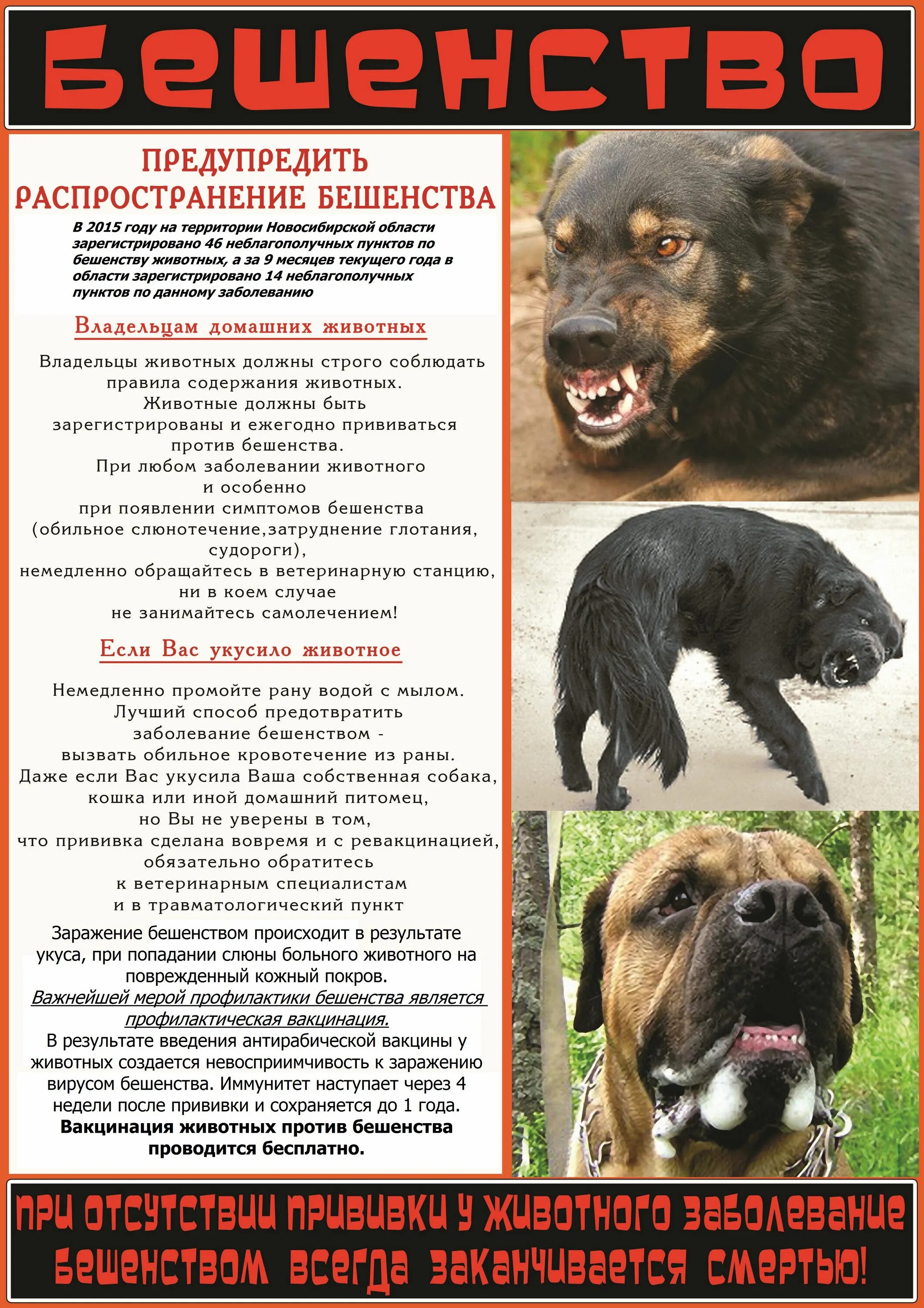 Может ли привитая собака заболеть бешенством. Может ли привитая собака заболеть бешенством. Памятка бешенство животных. Источники вируса бешенства. Презентация по бешенству у животных.